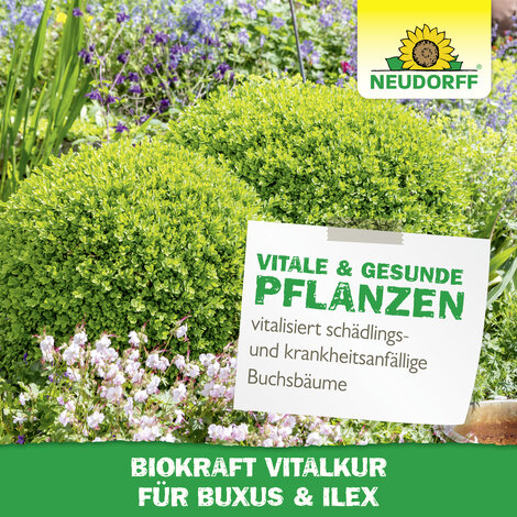 Neudorff BioKraft Vitalkur für Buxus & Ilex Sprechende Bilder Bild 6