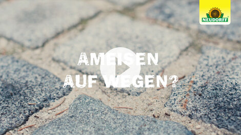 Ameisen wirksam bekämpfen - rund ums Haus