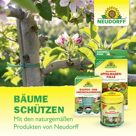 Aurum InsektenLeim Sprechende Bilder Bild 7