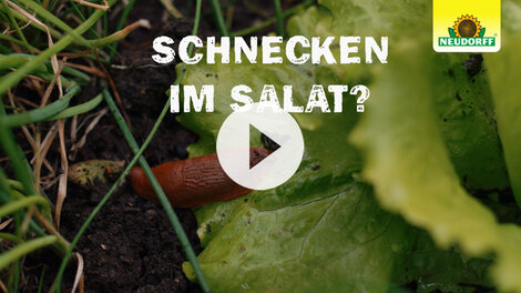 Schnecken bekämpfen - ohne Ausschleimen